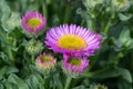 Beach aster (erigeron glaucus) flower Royalty Free Stock Photo