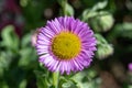 Beach aster (erigeron glaucus) flower Royalty Free Stock Photo