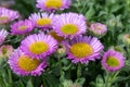 Beach aster (erigeron glaucus) flowers Royalty Free Stock Photo