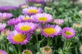 Beach aster (erigeron glaucus) flowers Royalty Free Stock Photo