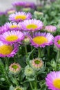 Beach aster (erigeron glaucus) flowers Royalty Free Stock Photo