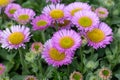 Beach aster (erigeron glaucus) flowers Royalty Free Stock Photo