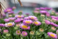 Beach aster (erigeron glaucus) flowers Royalty Free Stock Photo