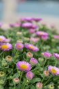 Beach aster (erigeron glaucus) flowers Royalty Free Stock Photo