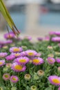 Beach aster (erigeron glaucus) flowers Royalty Free Stock Photo