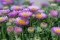Beach aster (erigeron glaucus) flowers Royalty Free Stock Photo