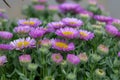 Beach aster (erigeron glaucus) flowers Royalty Free Stock Photo