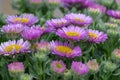 Beach aster (erigeron glaucus) flowers Royalty Free Stock Photo