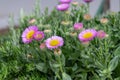 Beach aster (erigeron glaucus) flowers Royalty Free Stock Photo
