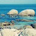 Beach of Atlantic Ocean (South Africa) with african penguins Royalty Free Stock Photo