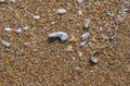 Beach Background of Assorted Scattered Seashells Royalty Free Stock Photo