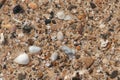 Beach background with sand, sea shells and starfish Royalty Free Stock Photo
