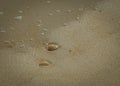 Beach Background of Scallop Shells in the Surf Royalty Free Stock Photo
