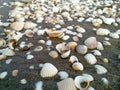 Beach background with seashells on wet sand Royalty Free Stock Photo