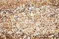 Beach background texture made of shells. Seashell pattern Royalty Free Stock Photo