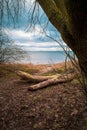 On a beach of the Baltic Sea are fallen trees after a storm Royalty Free Stock Photo