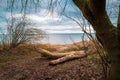 On a beach of the Baltic Sea are fallen trees after a storm Royalty Free Stock Photo