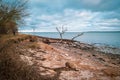 On a beach of the Baltic Sea are fallen trees after a storm Royalty Free Stock Photo