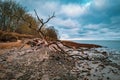 On a beach of the Baltic Sea are fallen trees after a storm Royalty Free Stock Photo