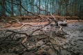 On a beach of the Baltic Sea are fallen trees after a storm Royalty Free Stock Photo