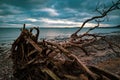 On a beach of the Baltic Sea are fallen trees after a storm Royalty Free Stock Photo