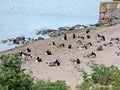 The beach of  Baltic sea with geese, Suomenlinna in Helsinki Royalty Free Stock Photo