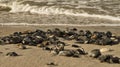 on the beach of the Baltic Sea with many flints Royalty Free Stock Photo