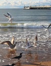 Beach on the Baltic Sea with seagulls on the coastline, Palanga, Lithuania