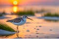 Beach Beauty: Sandpiper with Sharp Focus and Beady Eyes