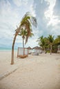 Beach beds near big palmtree at tropical exotic