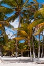 Beach beds under palm trees on Caribbean