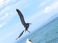 Beach bird flying free, Cumana Venezuela
