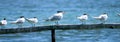 Beach Birds Royalty Free Stock Photo