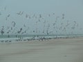 Beach birds Royalty Free Stock Photo