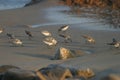 Beach Birds II Royalty Free Stock Photo