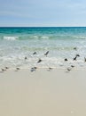 Sanderling Sea Birds on the Beach Royalty Free Stock Photo