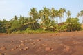 Beach with black sand and palm trees. Dark brown volcanic sand a Royalty Free Stock Photo