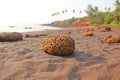 Beach with black sand and palm trees. Dark brown volcanic sand a Royalty Free Stock Photo