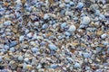 Beach Black Sea mussels in Pomorie, Bulgaria Royalty Free Stock Photo