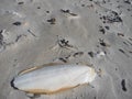 At the beach of Blavand / Denmark Royalty Free Stock Photo