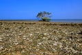 Beach with broken coral and tree alone in Pulau Gede, Rembang, Indonesia