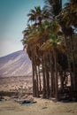 Beach bunks under palm trees