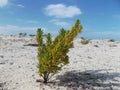 Green tree on white sand beach, Parasitic tree