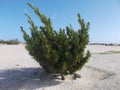 Green tree on white sand beach, Parasitic tree