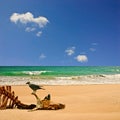 Beach with Carcass