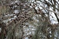 Beach casuarina (Casuarina equisetifolia) cones (fruits) on a tree : (pix Sanjiv Shukla) Royalty Free Stock Photo