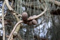 Beach casuarina (Casuarina equisetifolia) cones (fruits) on a tree : (pix Sanjiv Shukla) Royalty Free Stock Photo