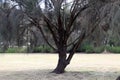 Beach casuarina tree (Casuarina equisetifolia) with drooping branchlets : (pix Sanjiv Shukla) Royalty Free Stock Photo