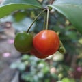 Beach Cherry (Eugenia Reinwardtiana)