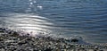 Ripples on water at beach with rocks beneath